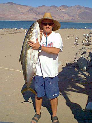 A nice yellowtail caught att Camp Gecko, Bahia de los Angeles.