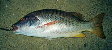 Fish Photo 1