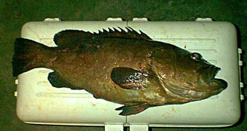 Fish Photo 1