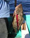 Fish Photo 1