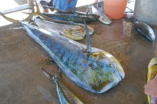 Mexico Fishing Photo