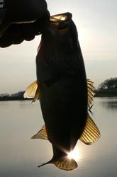 Fish Photo 1