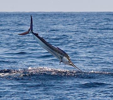 Mexico Fishing Photo 1