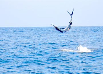 Mexico Sportfishing Photo 1