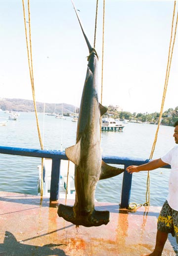 Ixtapa Zihuatanejo Sportfishing Photo 1