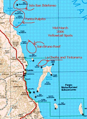 Loreto spring yellowtail map