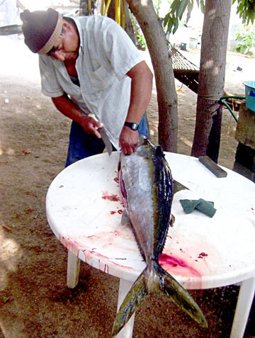 Mexico Sportfishing Photo 1