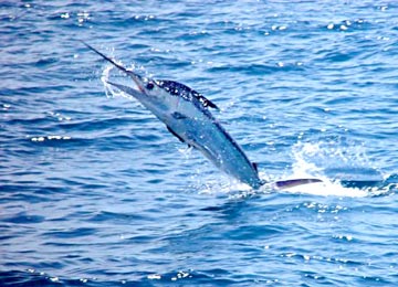 East Cape Mexico Fishing Photo 3