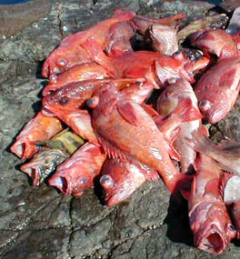 Puerto Santo Tomas Mexico Fishing Photo 2