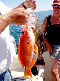 Rocky Point Mexico Fishing Photo 1