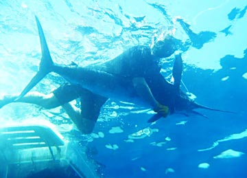 East Cape Mexico Fishing Photo 2