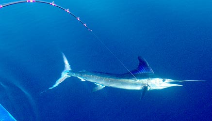 Loreto Mexico Fishing Photo 3