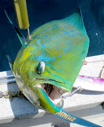 Loreto Mexico Fishing Photo 5