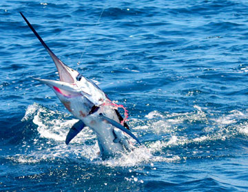 East Cape Mexico Fishing Photo 2