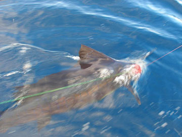 Puerto Vallarta Mexico Fishing Photo 1