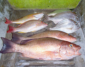 Tecolutla Mexico Fishing Photo 3