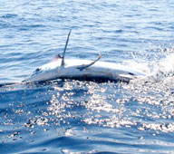 La Paz Mexico Fishing Photo 3