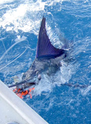 Magdalena Bay Mexico Fishing Photo 1