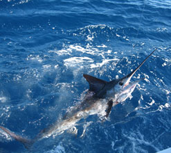 Baja California Mexico Fishing Photo 2