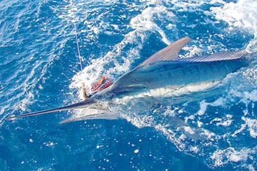 Mexico Fishing Photo 1