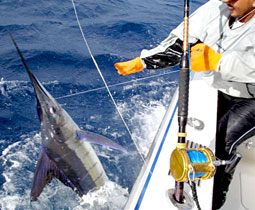 Cabo San Lucas Mexico Fishing Photo 2