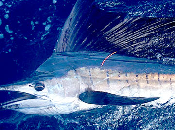 Cabo San Lucas Mexico Fishing Photo 3