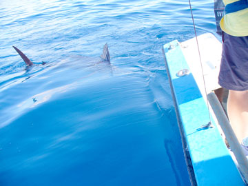 Cabo San Lucas Mexico Fishing Photo 1