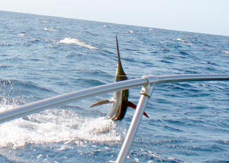 Cabo San Lucas Mexico Fishing Photo 3