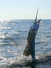 Ixtapa Zihuatanejo Mexico Fishing Photo 2