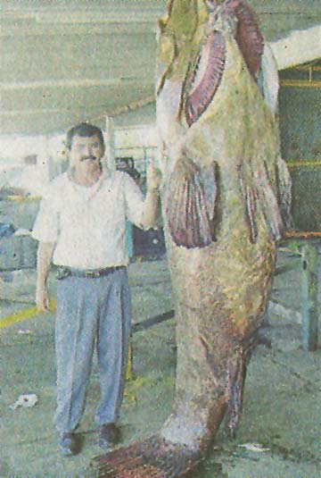 Magdalena Bay Mexico Fishing Photo 1