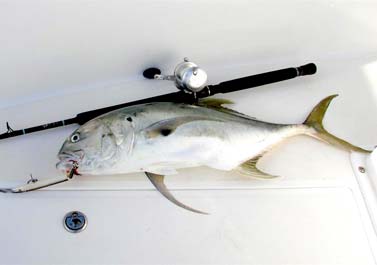 Jack Crevalle Photo 1