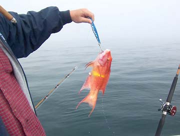 Sea of Cortez Midriff Mexico Fishing Photo 1