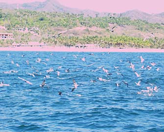 Puerto Vallarta Mexico Fishing Photo 2