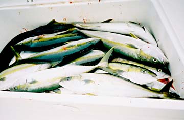 Loreto Mexico Fishing Photo 2