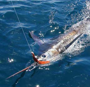 Loreto Mexico Fishing Photo 1