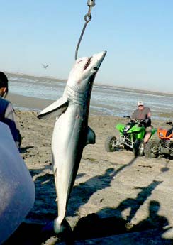 Rocky Point Mexico Fishing Photo 2