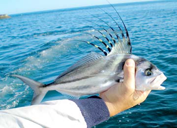 La Paz Mexico Fishing Photo 2