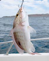 Mulege Mexico Fishing Photo 2