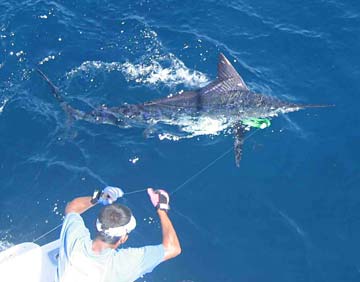 Puerto Vallarta Mexico Fishing Photo 1