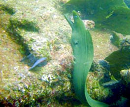 East Cape Mexico Diving Photo 2