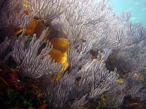 East Cape Mexico Diving Photo 4