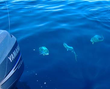 La Paz Mexico Fishing Photo 5