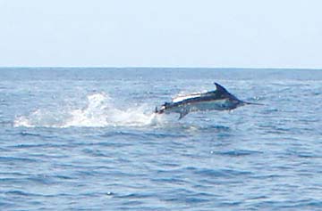 Ixtapa Mexico Fishing Photo 2