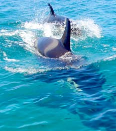East Cape Mexico Orca Photo 1