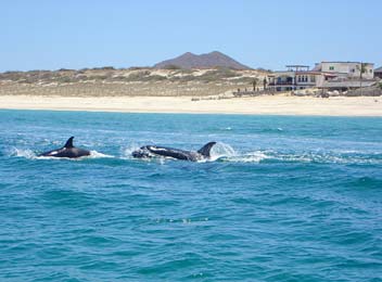 East Cape Mexico Orca Photo 2
