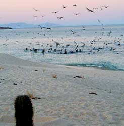 San Francisquito Mexico Fishing Photo 1