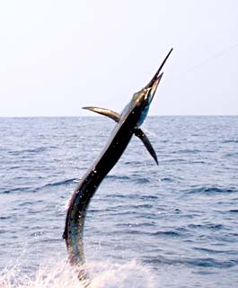 Huatulco Mexico Fishing Photo 2