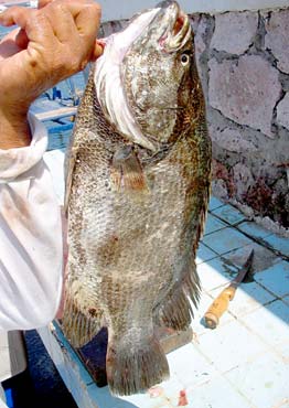 Mazatlan Mexico Fishing Photo 2