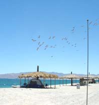 Gonzaga Bay Mexico Fish Camping Photo 3