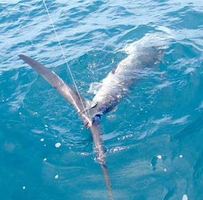 Loreto Mexico Fishing Photo 1